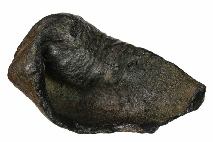 Fossil Whale Ear Bone - Miocene #136897
